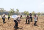 Polsek Klari Kembali Tanam Jagung Hibrida Kuartal II 2026 ‎