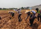 Dukung Swasembada Pangan Nasional, Polresta Karawang Tanam Jagung Seluas 5 Hektare di Lima Polsek Jajaran